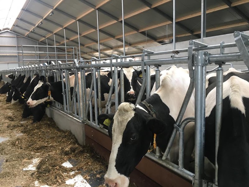 De koeien van Heileuver aan het voerhek in de stal.